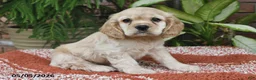 Cocker Spaniel dogs for sale: Milo - Ad 5