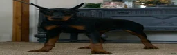 Doberman Pinscher dogs for sale: Zara AKC European Doberman HUGE - Ad 5