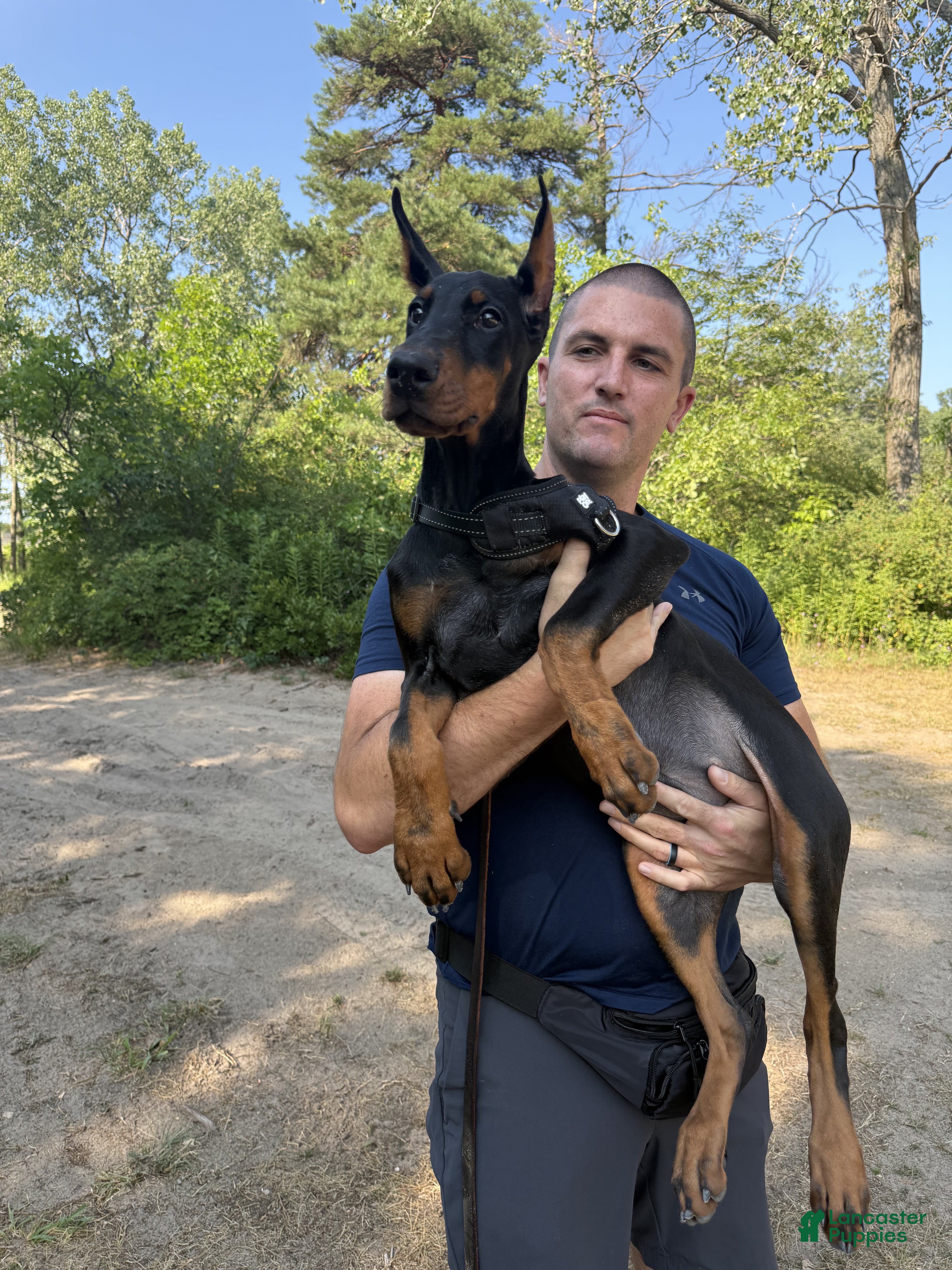 Doberman Pinscher dogs for sale: Ursa - Ad 1