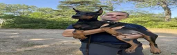 Doberman Pinscher dogs for sale: Ursa - Ad 1