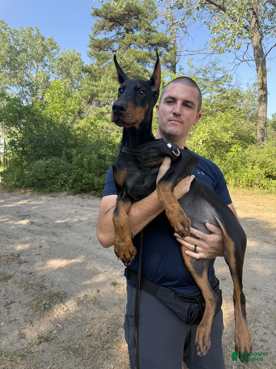 Doberman Pinscher dogs for sale: Ursa - Ad 1