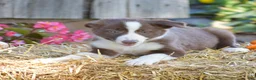 Border Collie dogs for sale: Tess - Ad 3
