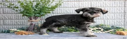 Miniature Schnauzer dogs for sale: Jacob - Ad 2