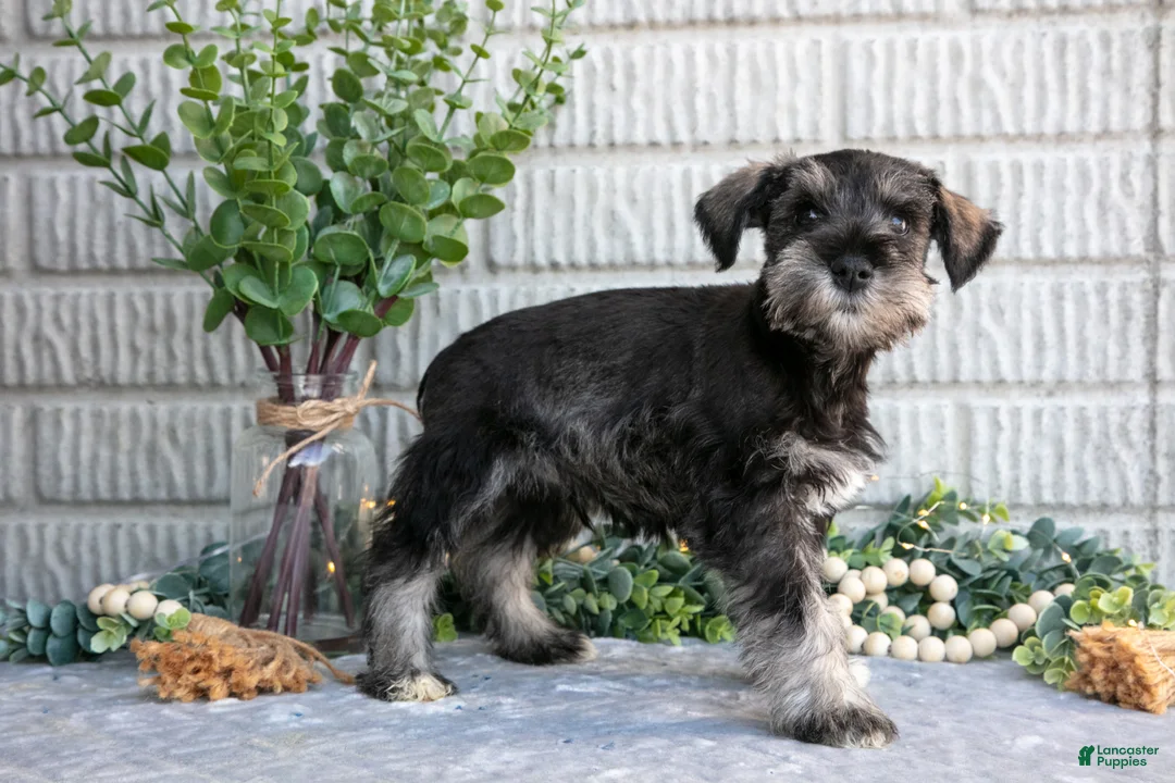 Miniature Schnauzer dogs for sale: Jacob - Ad 2