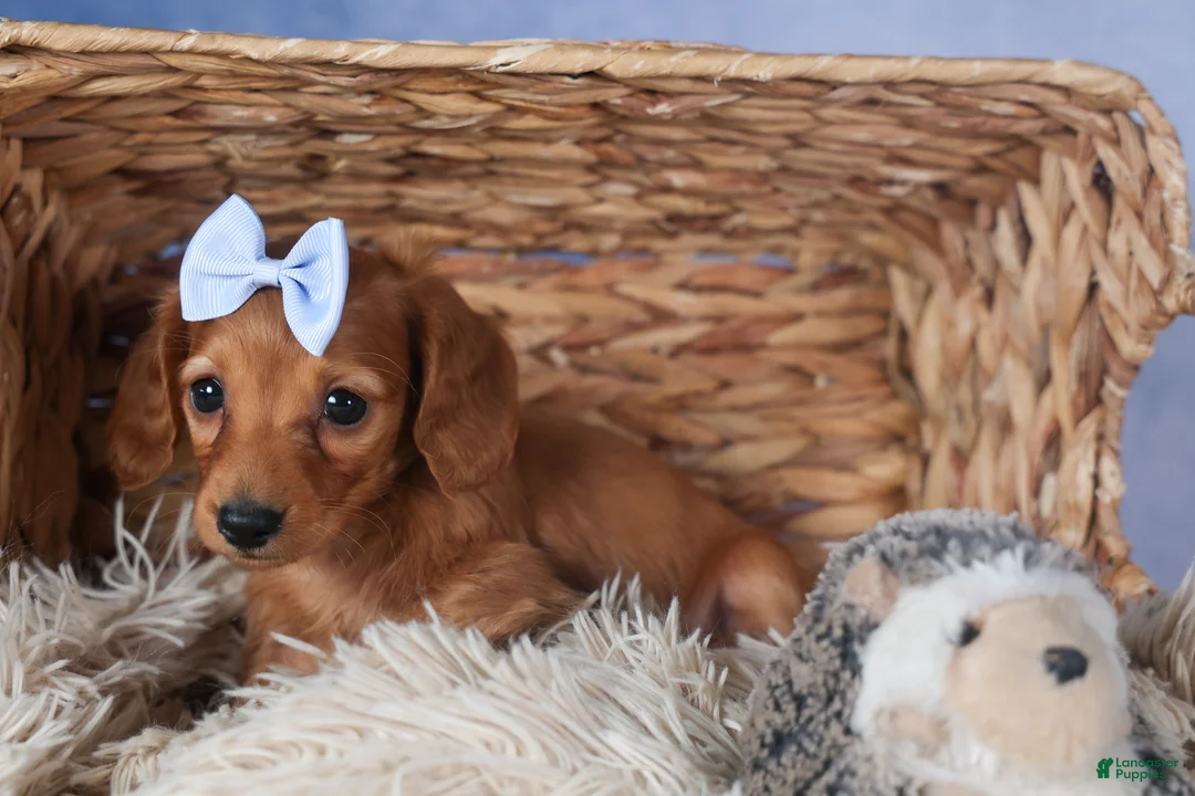 Dachshund dogs for sale: Quenton - Ad 6