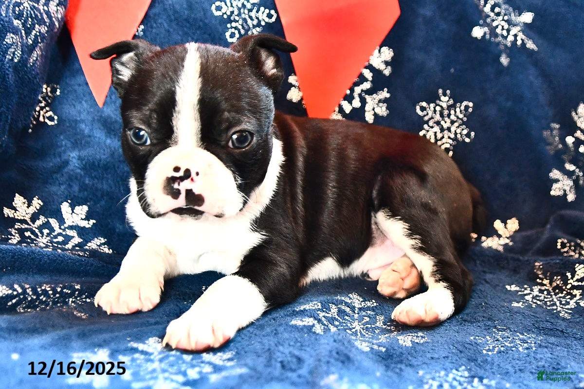 Boston Terrier dogs Jasper - Ad 13
