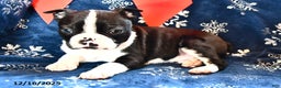 Boston Terrier dogs for sale: Jasper - Ad 1