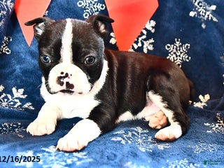 Boston Terrier dogs Jasper - Ad 38