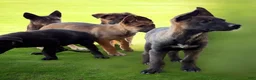 German Shepherd dogs for sale: German Shepherd Puppy 7 - Ad 10