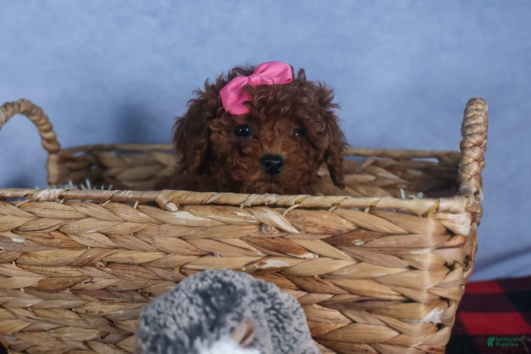 Cavapoo dogs for sale: FANNIE - Ad 10