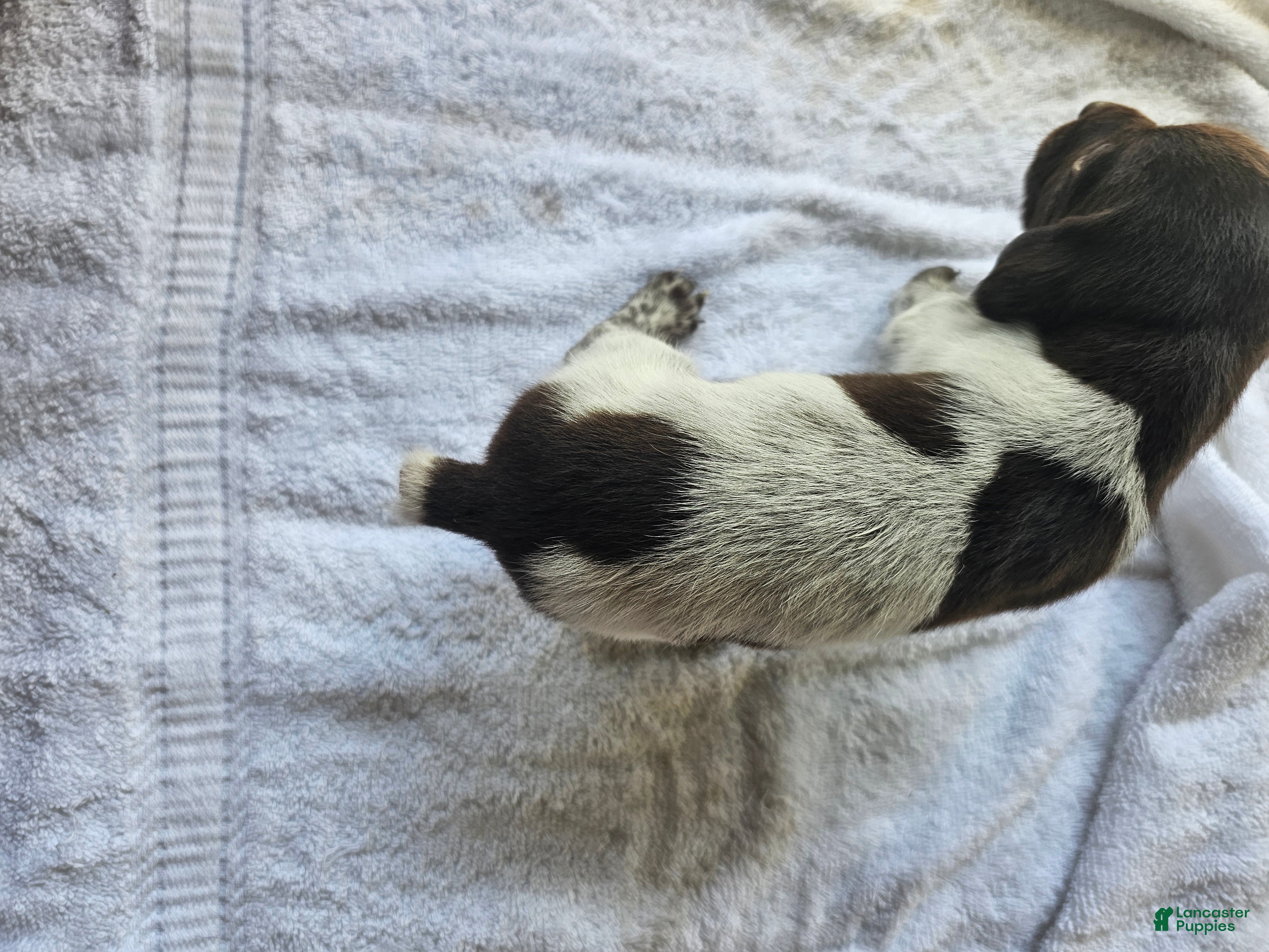German Shorthaired Pointer dogs November  - Ad 7