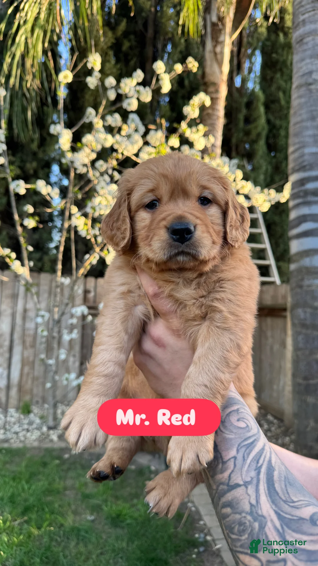 Golden Retriever dogs for sale: Mr. Red - Ad 1