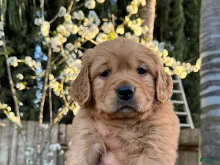 Golden Retriever dogs Mr. Red - Ad 9