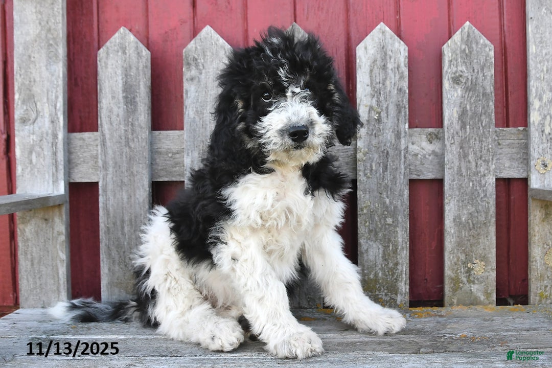 Bernedoodle dogs for sale: Sally - Ad 4