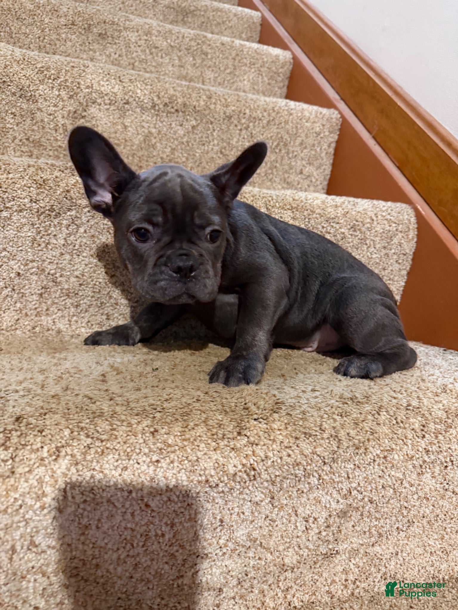 French Bulldog dogs Kenzi - Ad 1