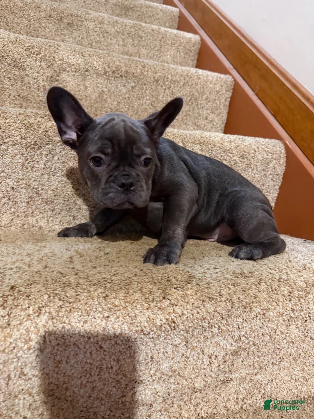 French Bulldog dogs for sale: Kenzi - Ad 1