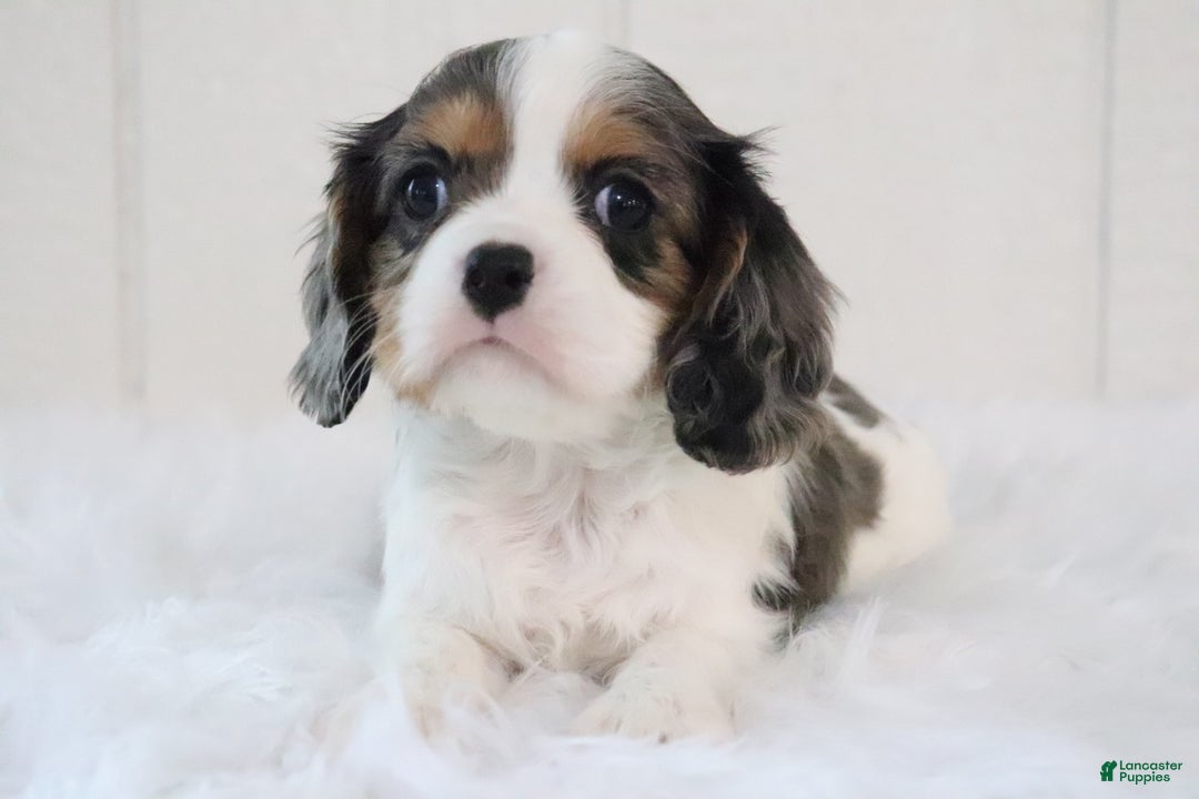 Cavalier King Charles Spaniel dogs for sale: Max - Ad 2