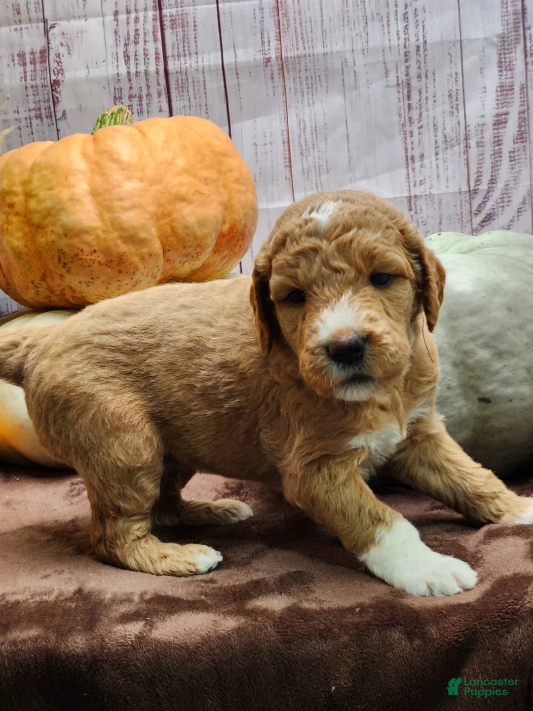 Goldendoodle dogs for sale: Moe - Ad 2