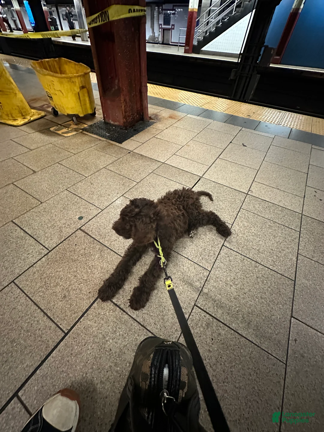 Standard Poodle dogs for sale: PARTI STANDARD POODLE - MICKY - Ad 2