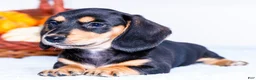 Miniature Dachshund dogs for sale: Nate - Ad 6