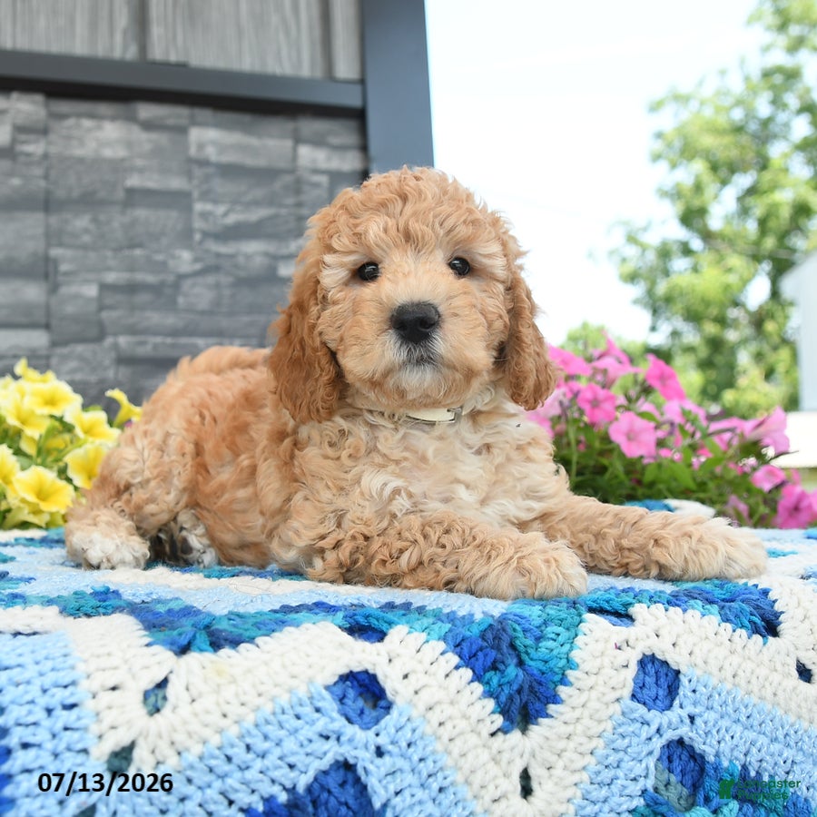 Mini Goldendoodle dogs Peppy Peet  - Ad 2