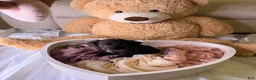 Cockapoo dogs for sale: Kendall - Ad 5