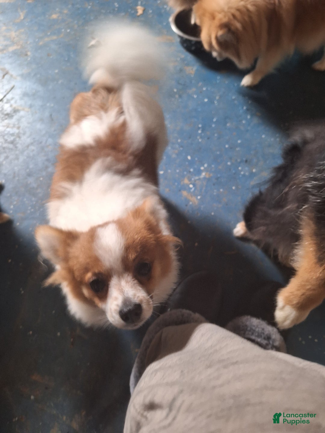 Pomeranian dogs for sale: Stella - Ad 4