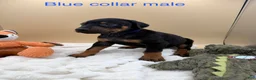 Doberman Pinscher dogs for sale: Black/rust male blue collar 💙 - Ad 7