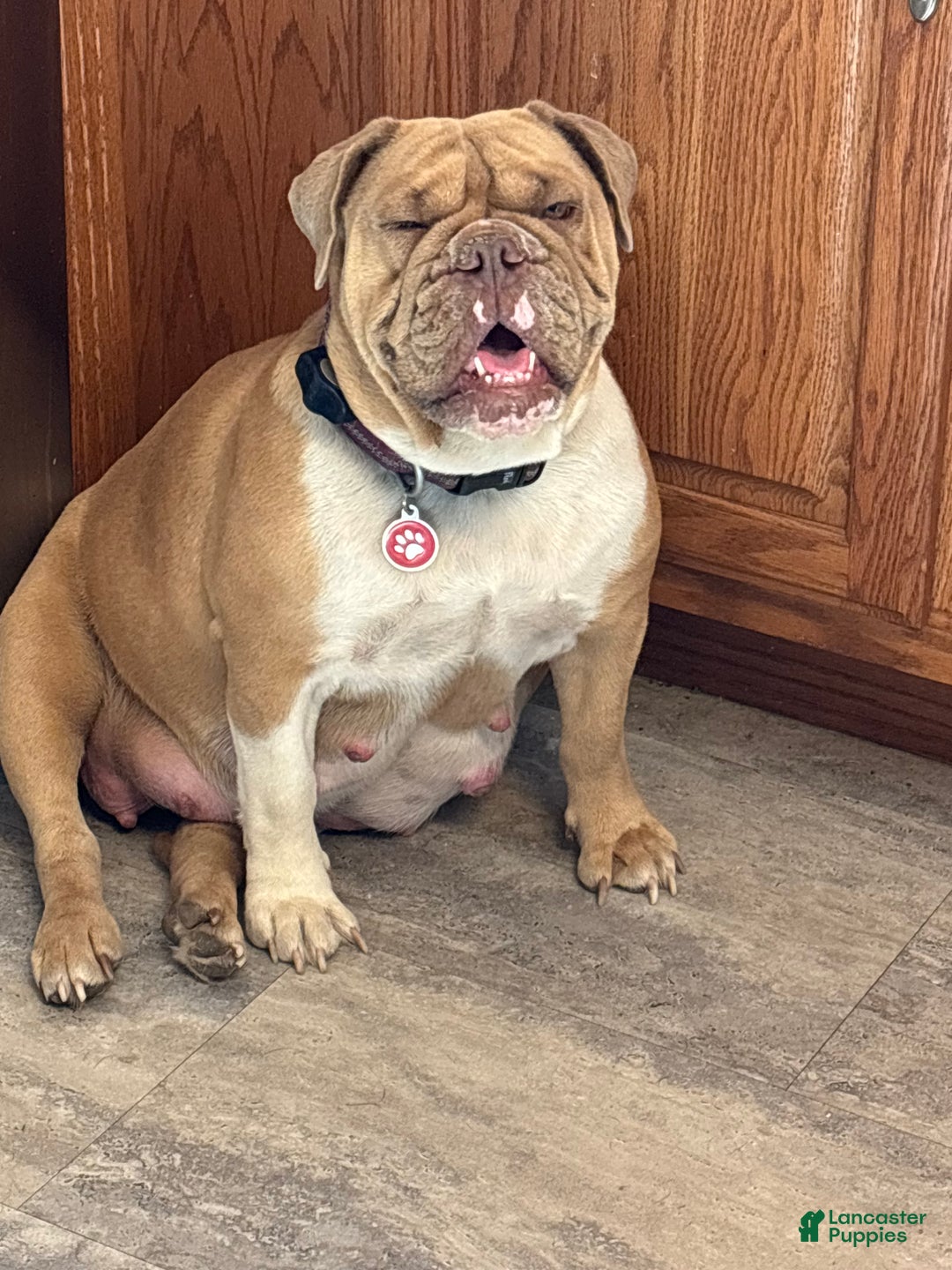 English Bulldog dogs for sale: Roxy - Ad 7