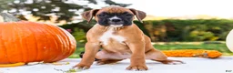 Boxer dogs for sale: Nugget Boxer - Ad 4