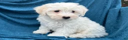 Mixed Breed dogs for sale: Stella - Ad 2