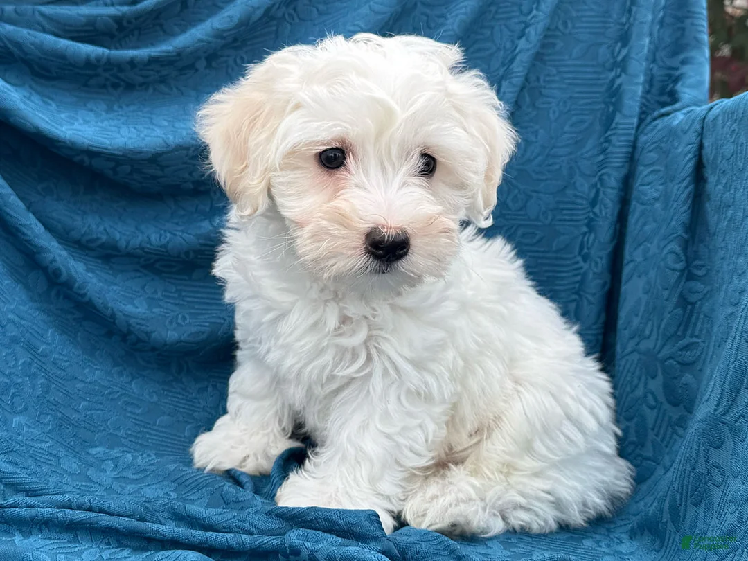 Mixed Breed dogs for sale: Stella - Ad 2