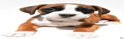Boxer dogs for sale: Stella - Ad 8