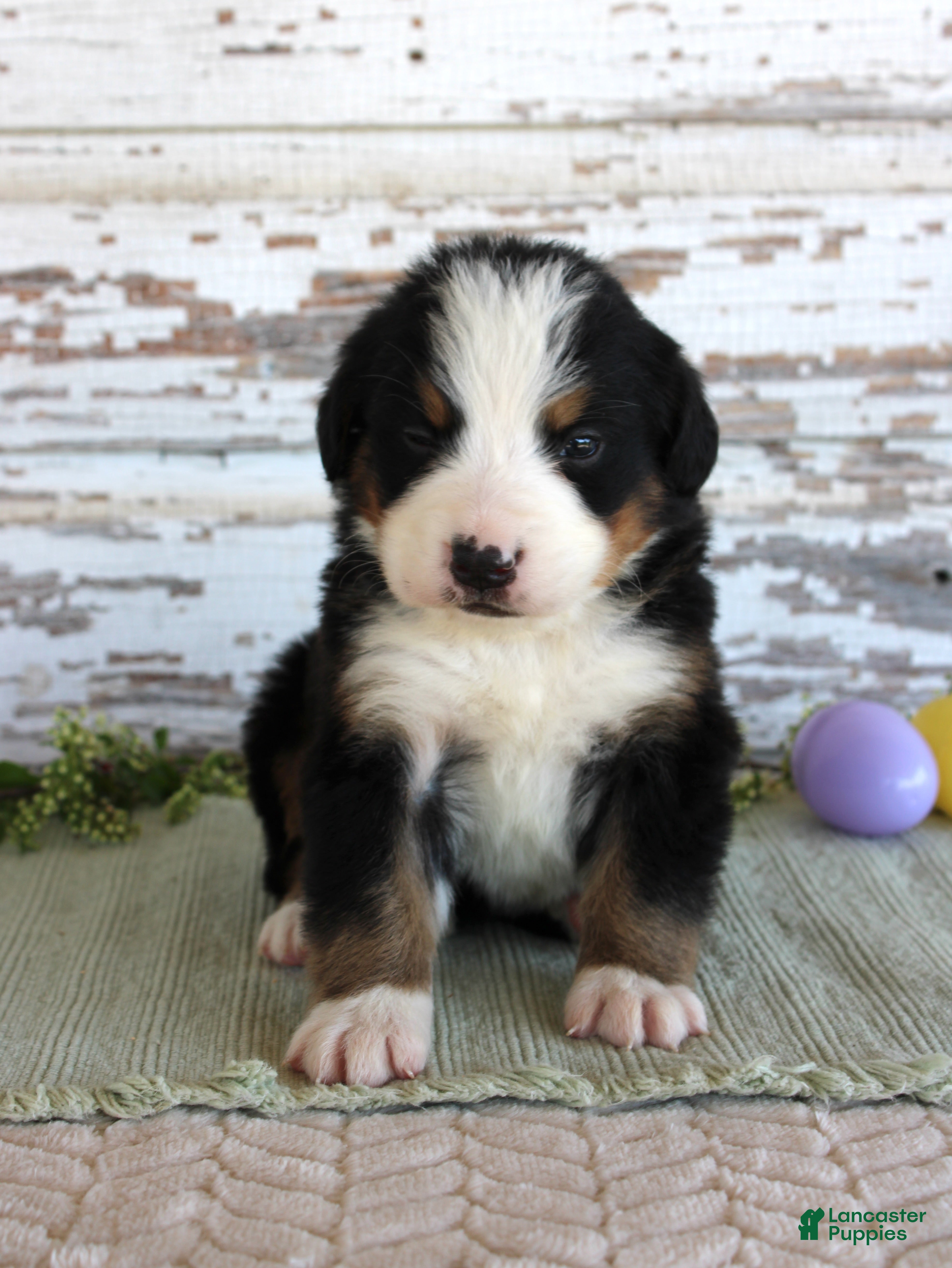 Bernese Mountain Dog dogs Major - Ad 13