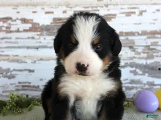 Bernese Mountain Dog dogs Major - Ad 13