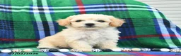 Bichpoo dogs for sale: Heidi  - Ad 4