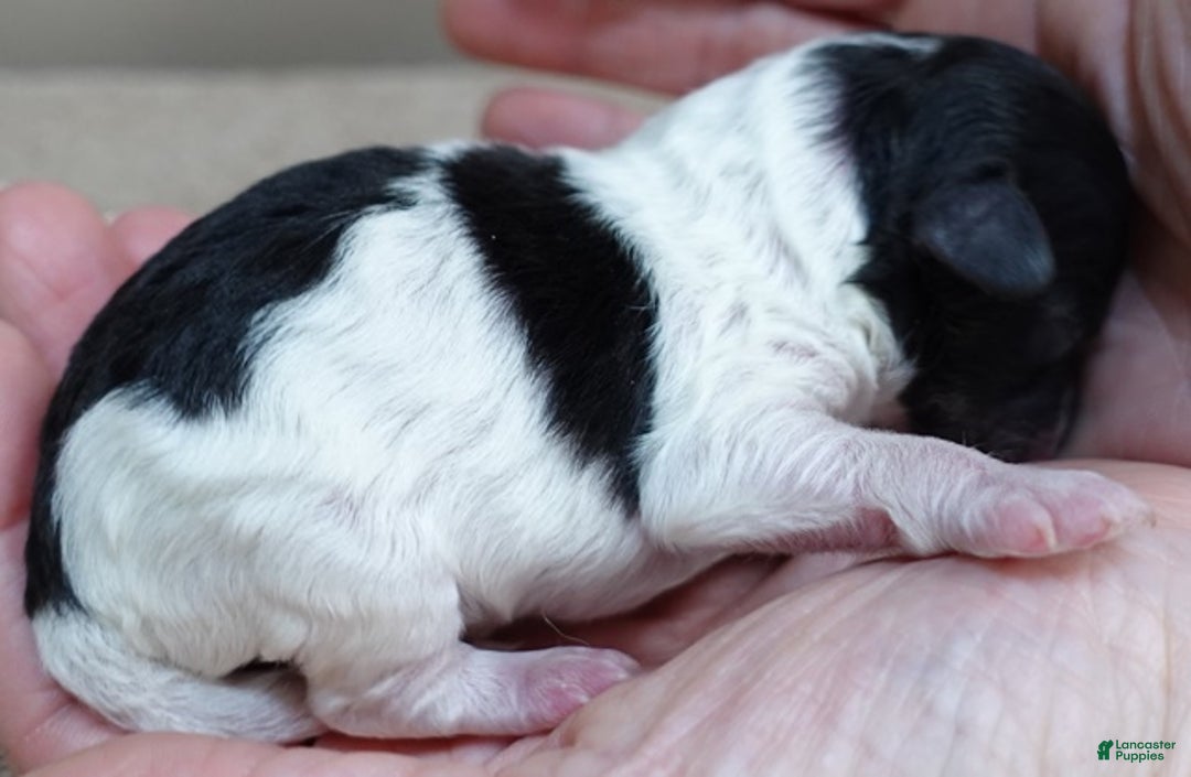 Toy Poodle dogs for sale: Flint - Ad 3