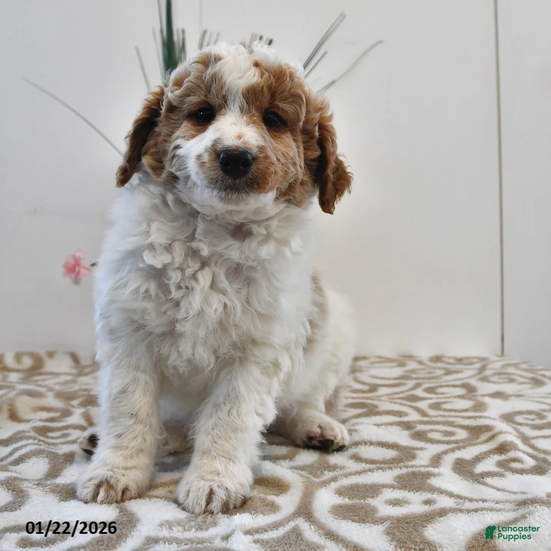 Mini Goldendoodle dogs for sale: Parker - Ad 2