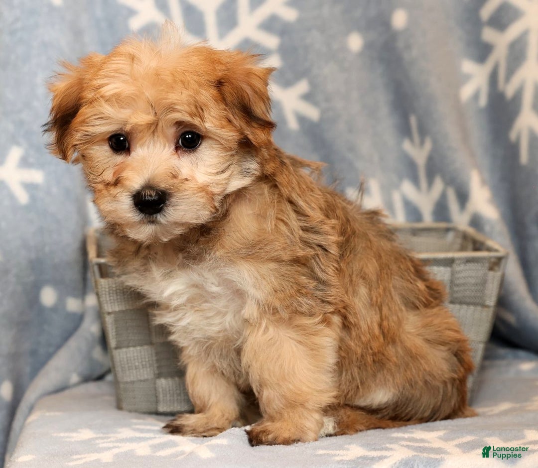 Yochon dogs for sale: Benji - Ad 8