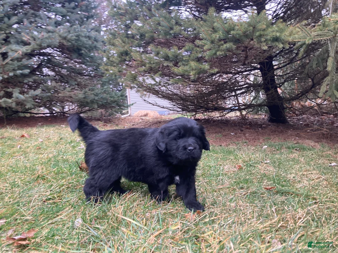 Newfoundland dogs for sale: Lila  - Ad 2