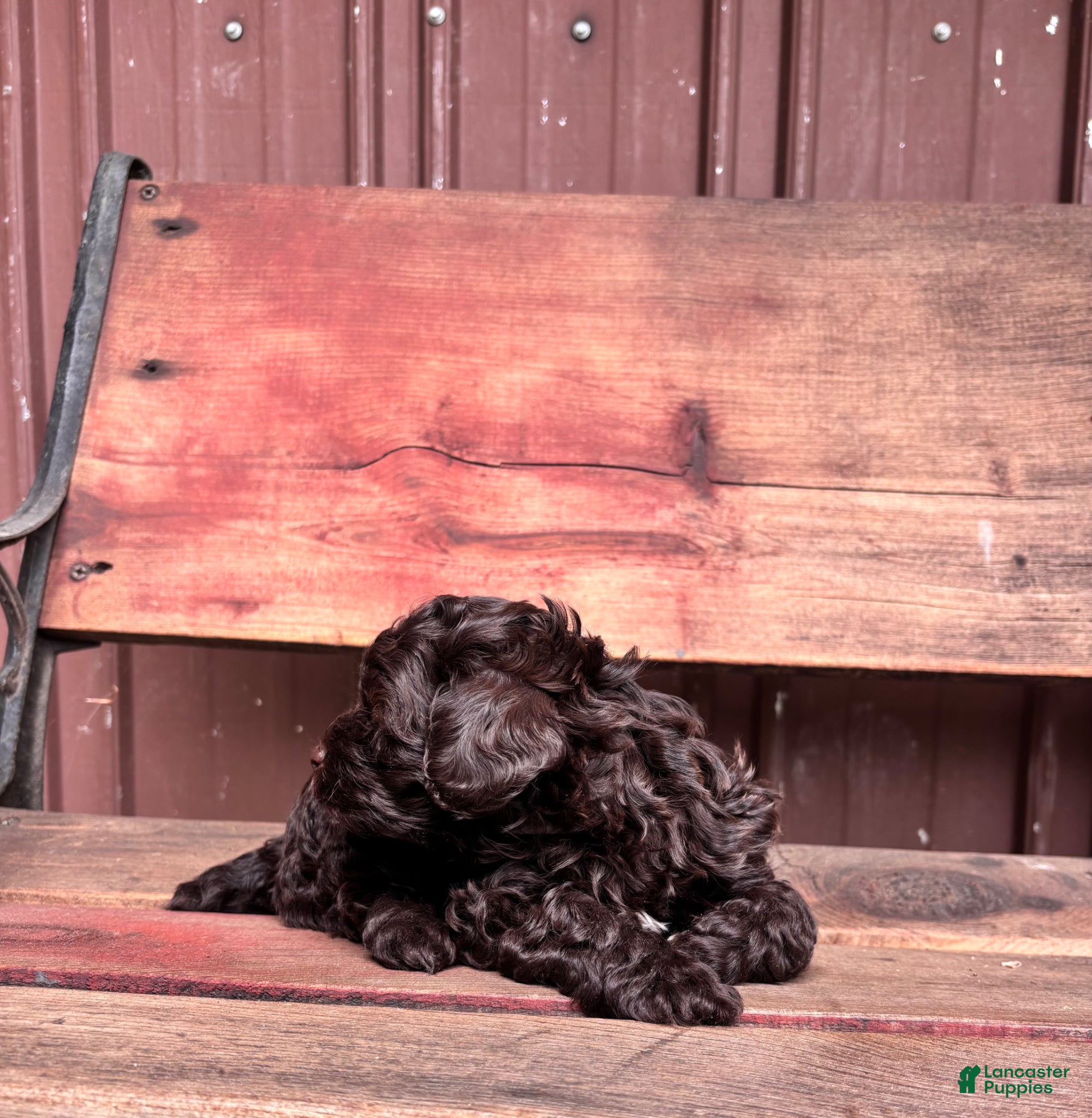 Shihpoo dogs for sale: Shihpoo Puppy 1 - Ad 3