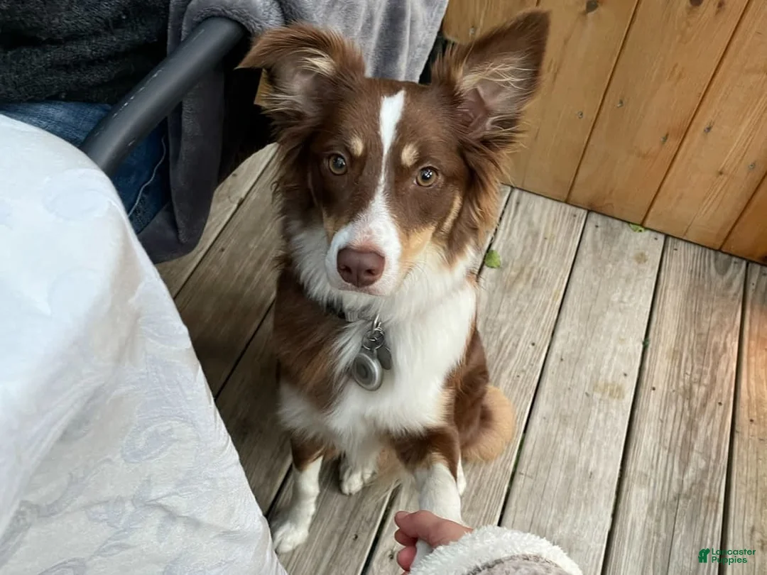 Gallery Image {{count}}