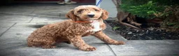 Mini Goldendoodle dogs for sale: Raya - Ad 6