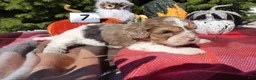 Cavapoo dogs for sale: Cavapoo 7 Carmel - Ad 4