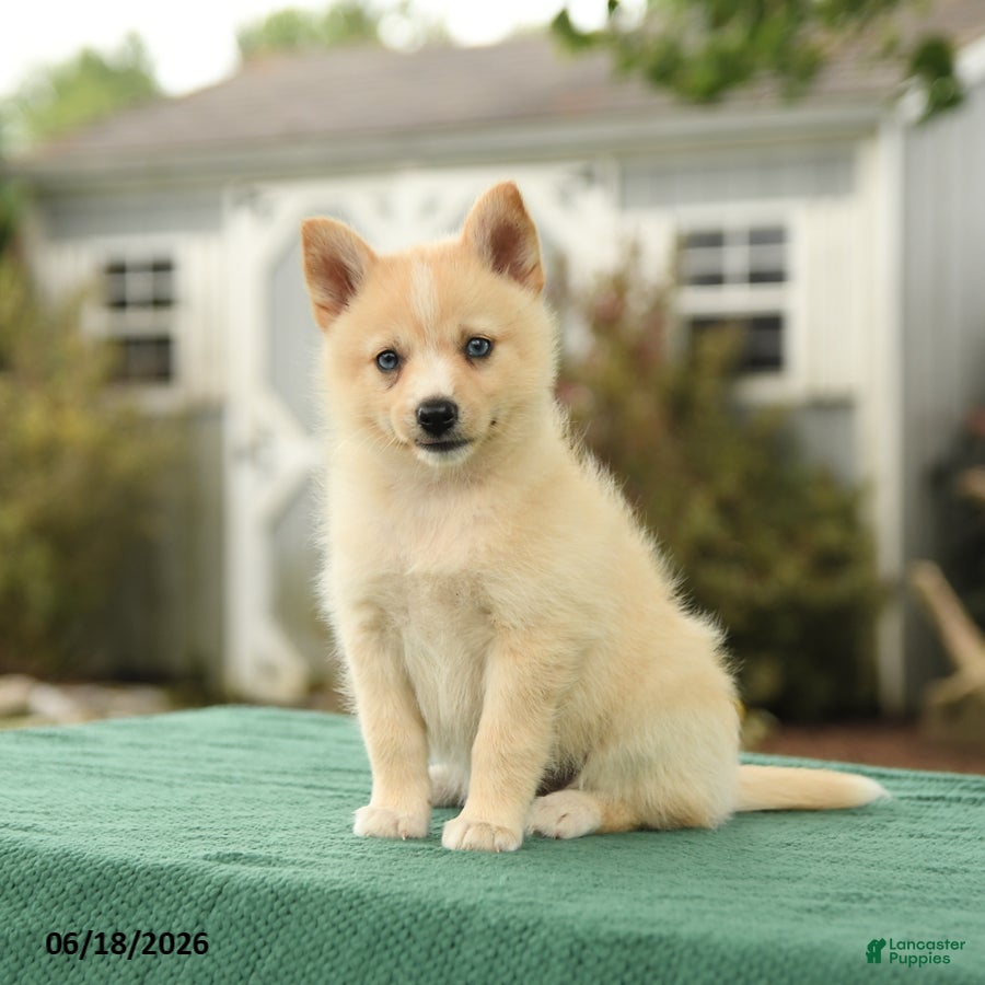Pomsky dogs Kloey - Ad 2