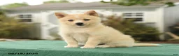 Pomsky dogs for sale: Kloey - Ad 2