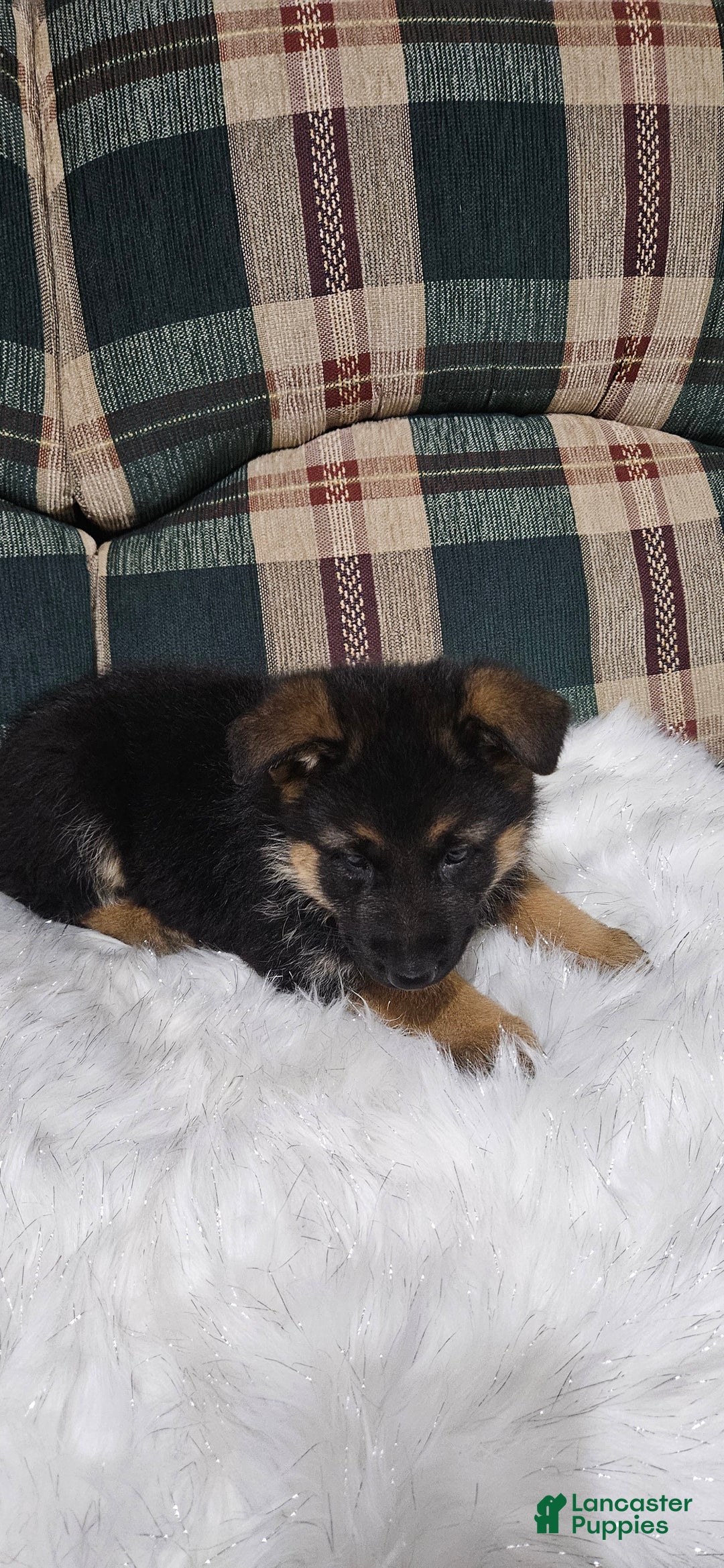German Shepherd dogs for sale: Sabrina  - Ad 3
