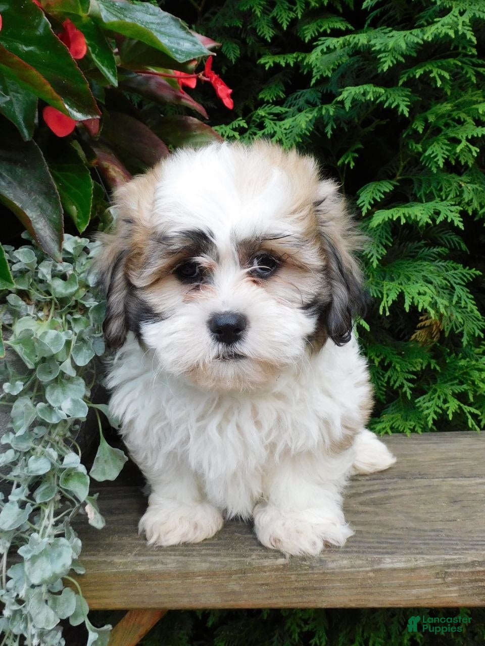 Teddy Bear dogs Chief - Ad 2