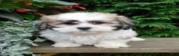 Teddy Bear dogs for sale: Chief - Ad 2