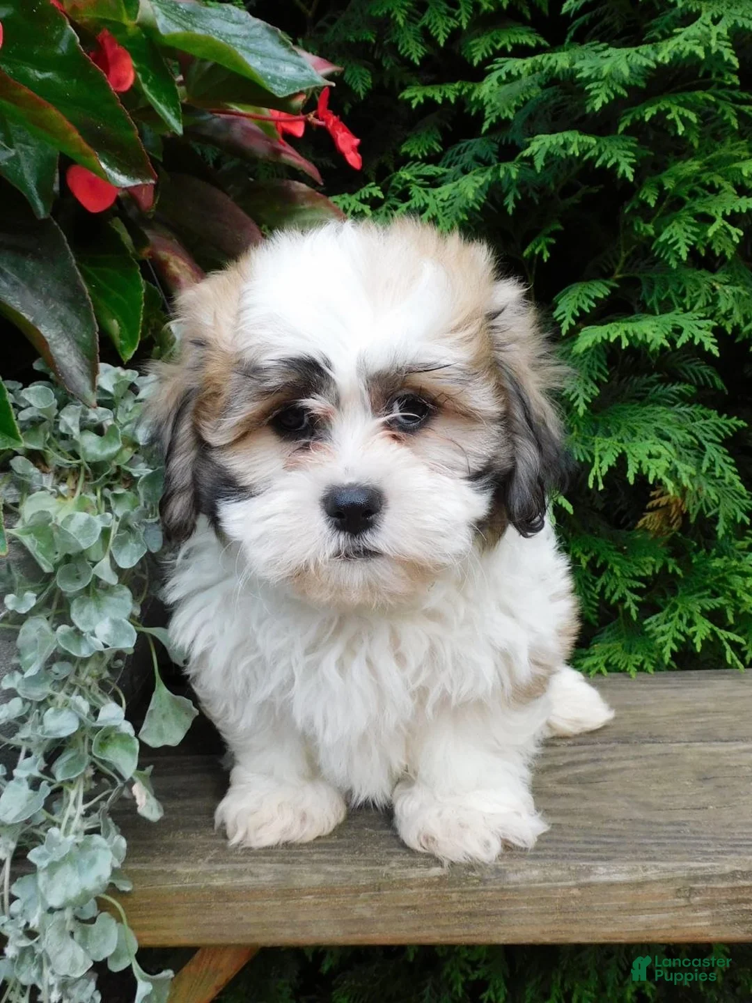 Teddy Bear dogs for sale: Chief - Ad 2